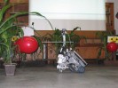 Roboter auf Blattlausjagd
