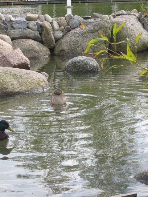 Ente kopfunter!