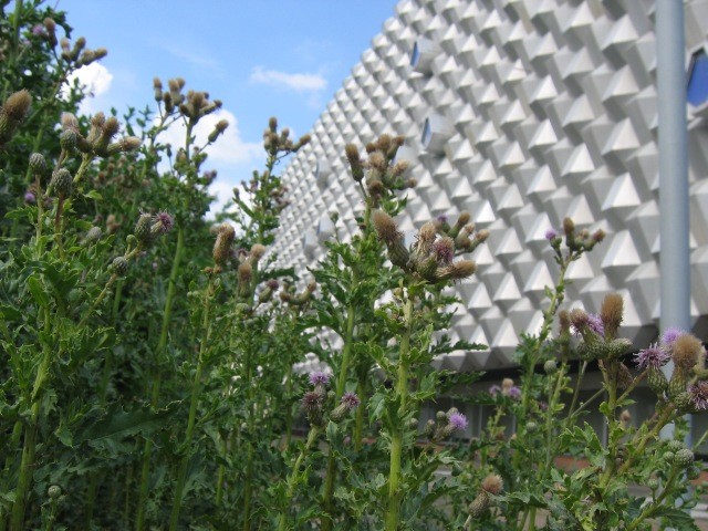 Blühende Landschaften 1