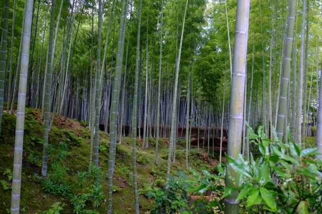 Bamboo Garden 1