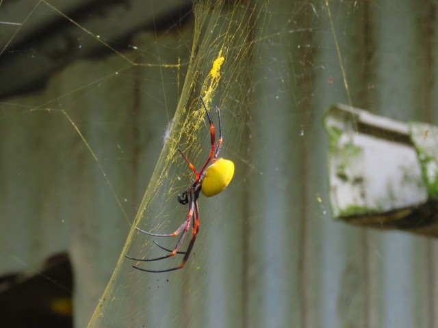Taveuni: Bobbys Farm 16 (Spinne)