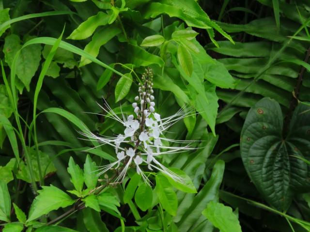 Taveuni: Cat Whiskers