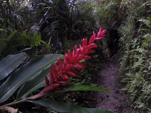 Taveuni: Lavena Coastal Walk 23
