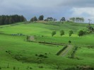 NZ: Weide