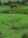 NZ: Einzelner Baum