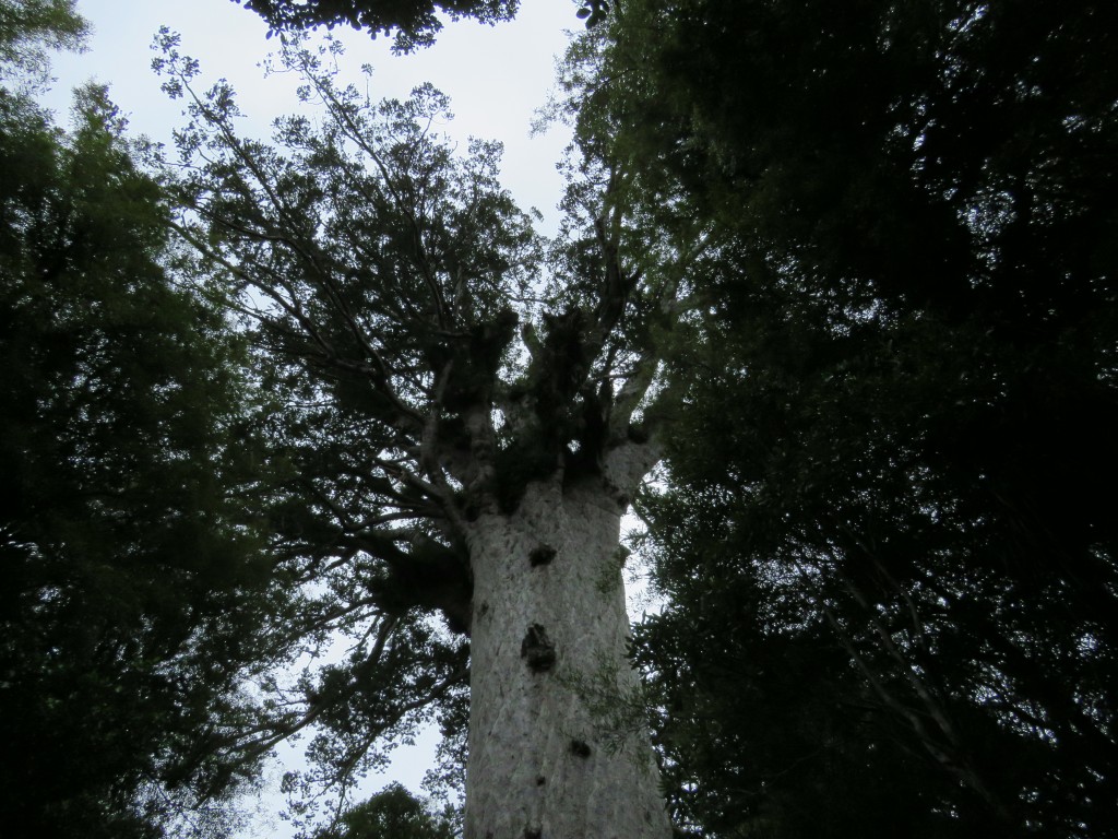 NZ: Waipoua Kauri-Krone