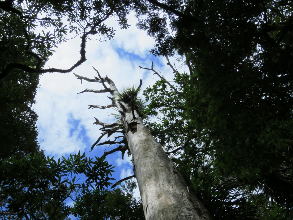 NZ: Waipoua Toter Kauri