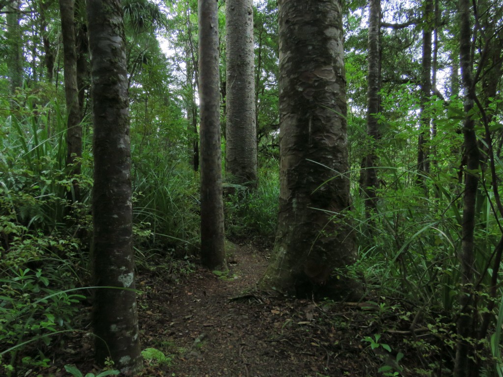 NZ: Waipoua Toatoa Walk