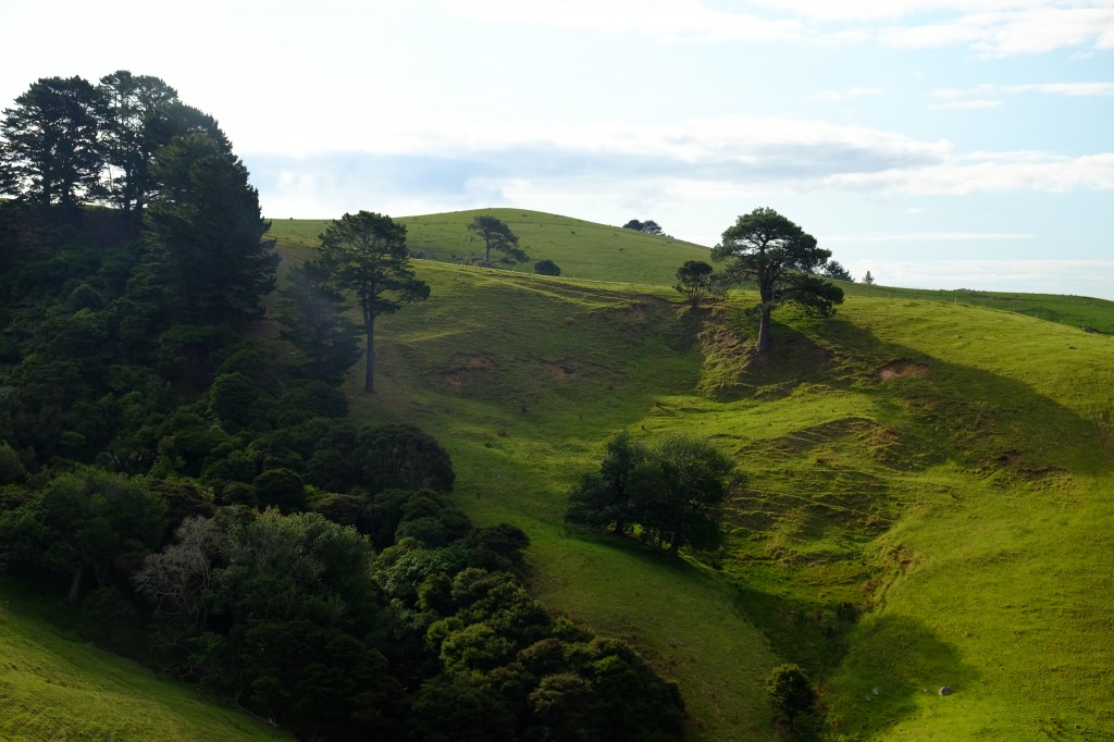 NZ: Manaia Road 3