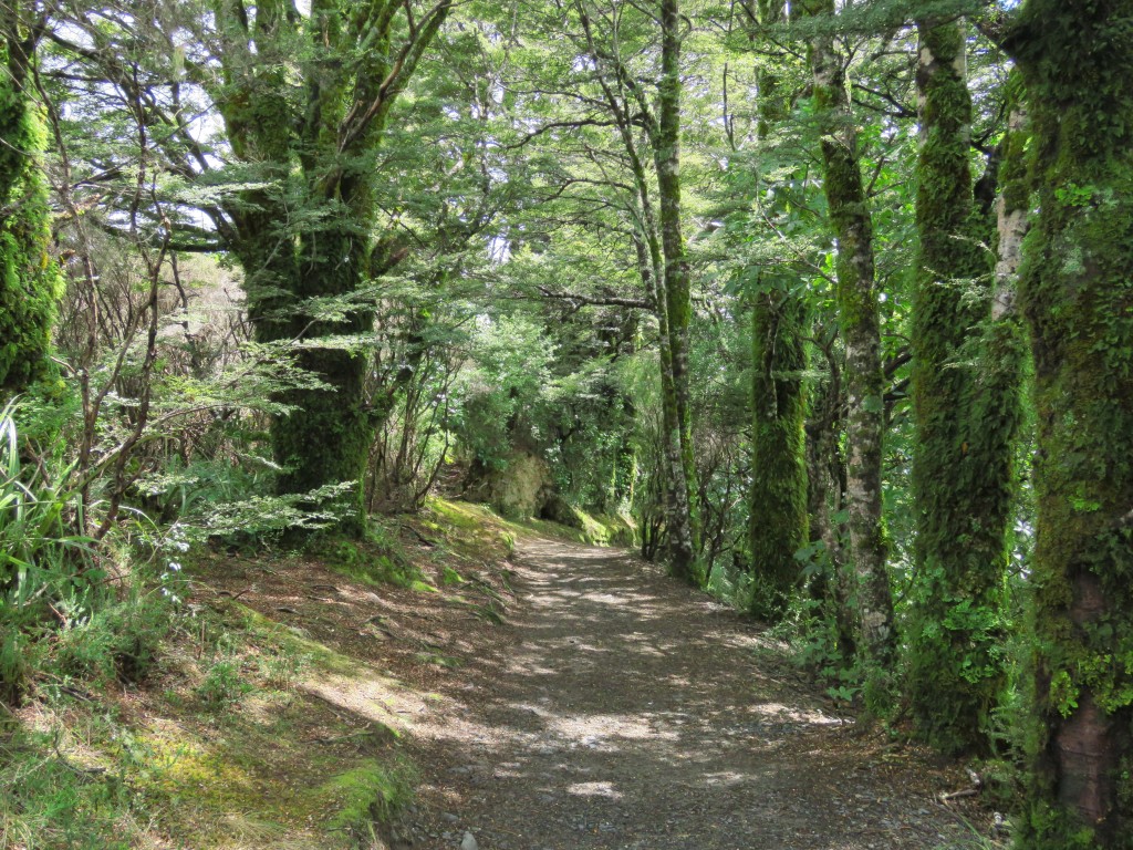 NZ: Tawhai Falls 1