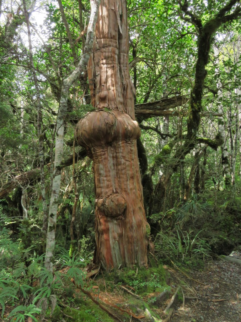 NZ: Waitonga Falls 1