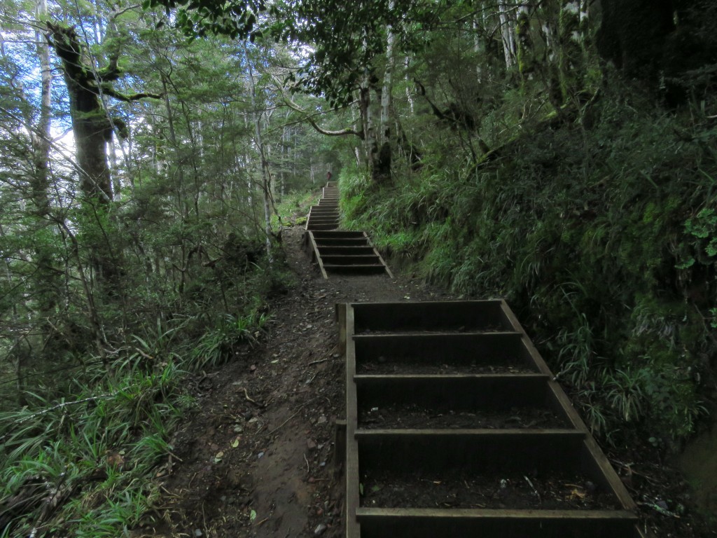 NZ: Waitonga Falls 7