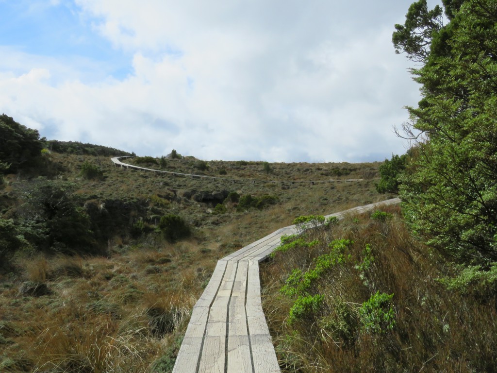 NZ: Waitonga Falls 10
