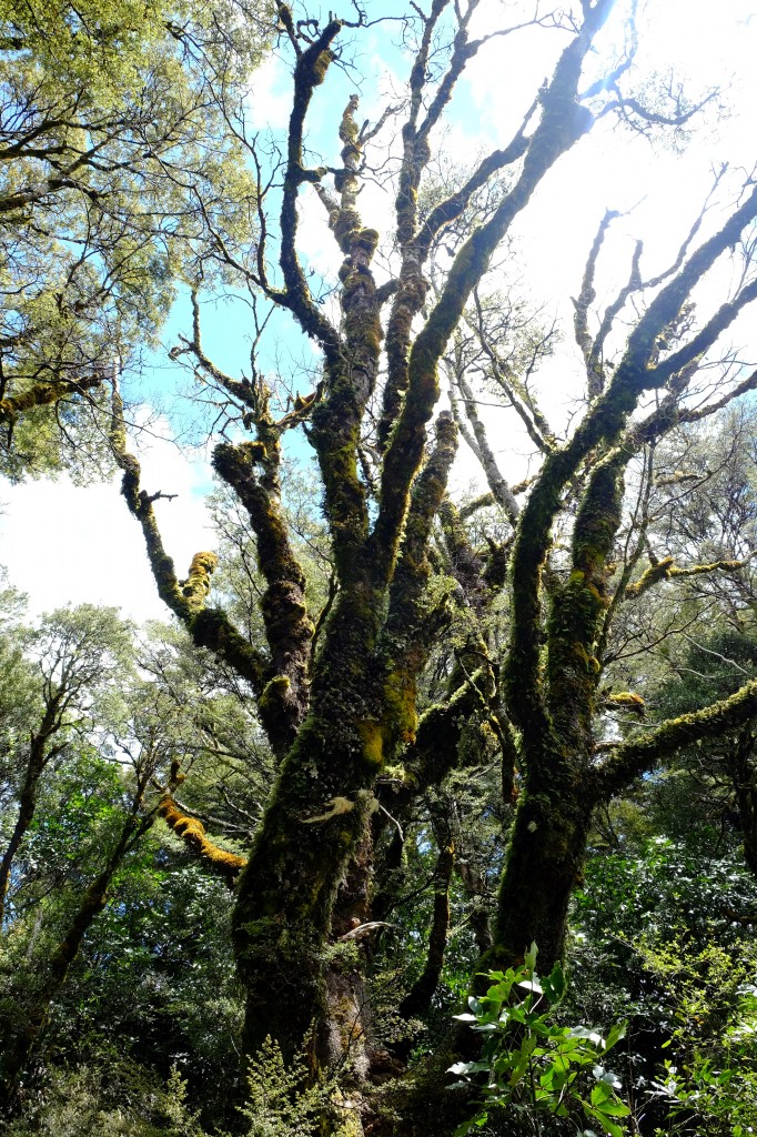 NZ: Tawhai Falls 6