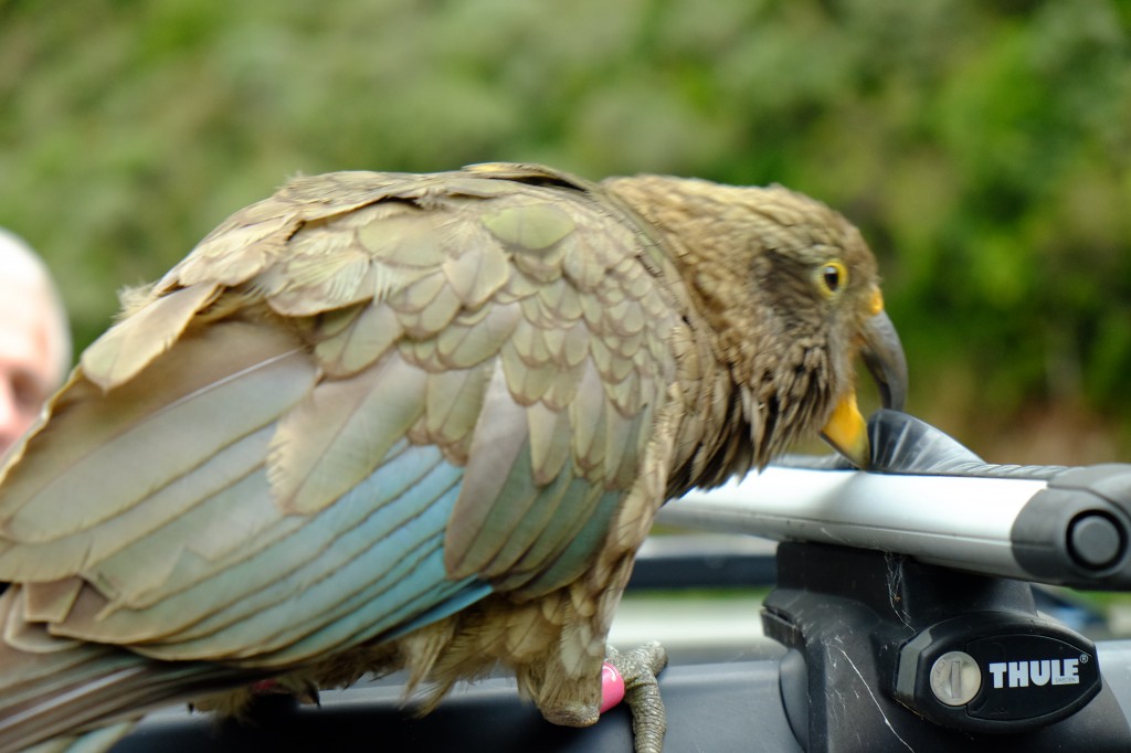 NZ: State Highway 73 (bei Reid Falls Parkplatz) - Kea 2