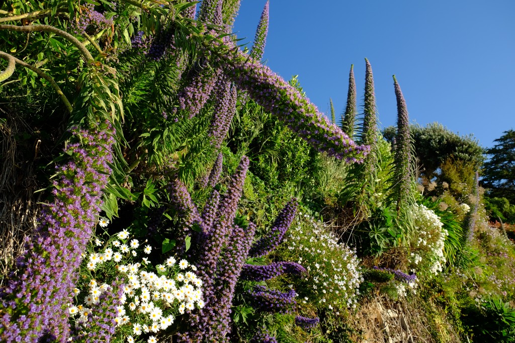 NZ: Akaroa Lighthouse - Blumen