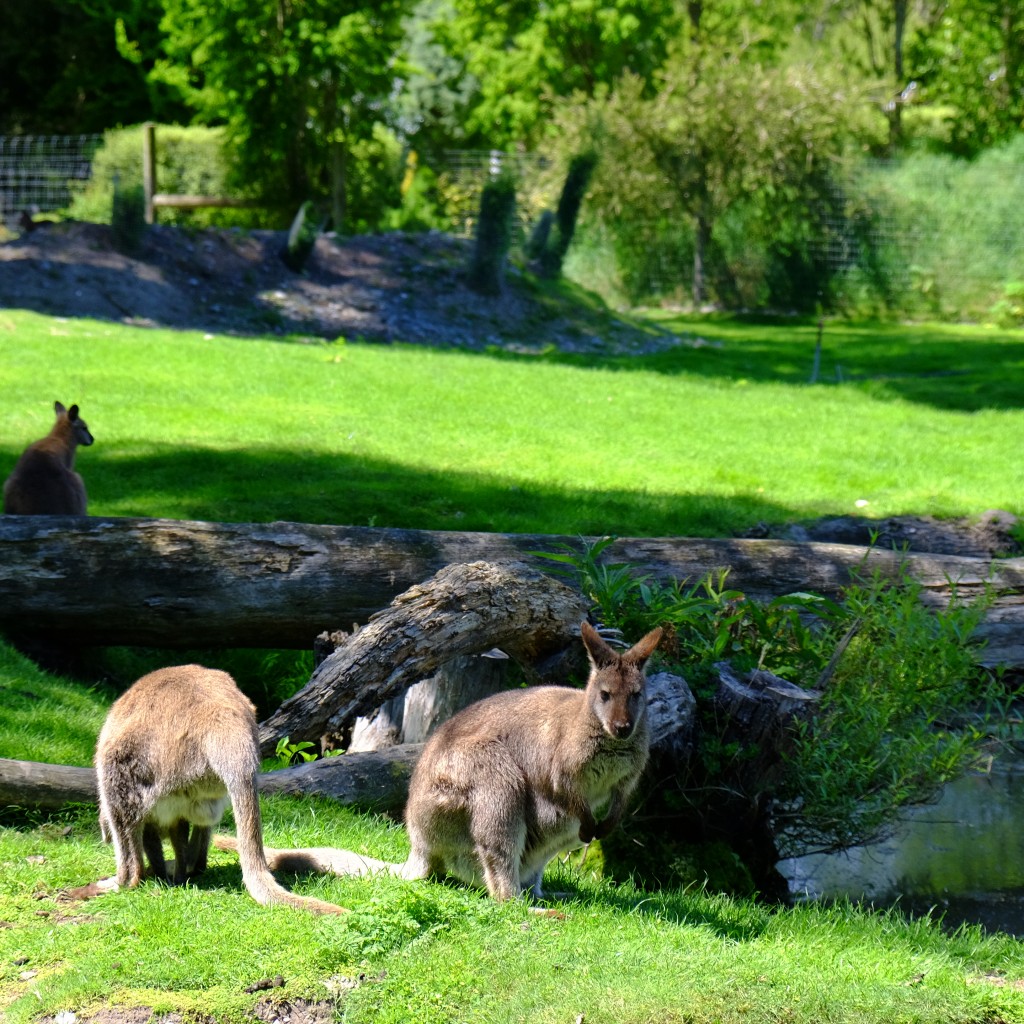 NZ: Willowbank - Wallaby