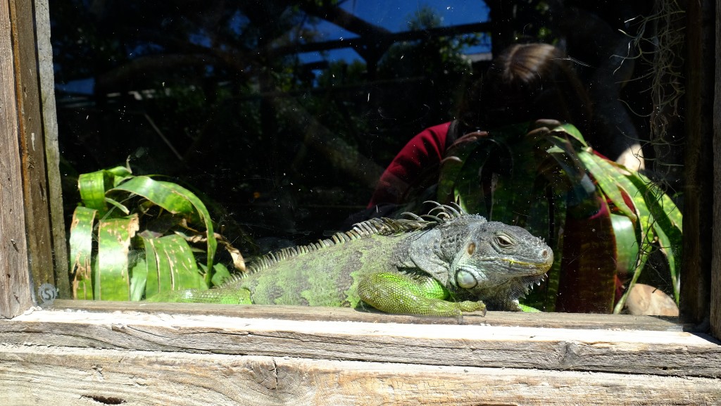 NZ: Willowbank - Grüner Leguan