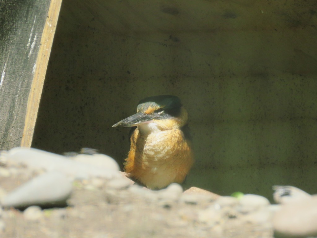 NZ: Willowbank - Sacred Kingfisher