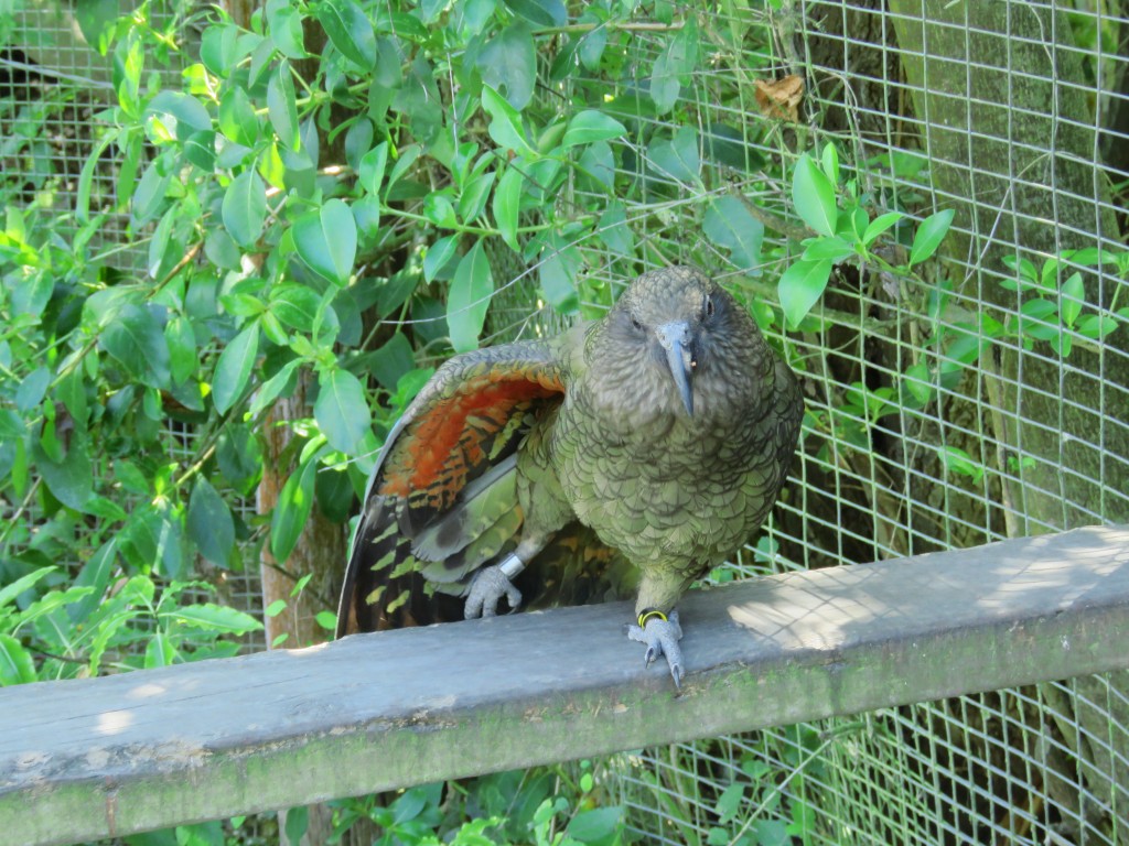 NZ: Willowbank - Kea 1