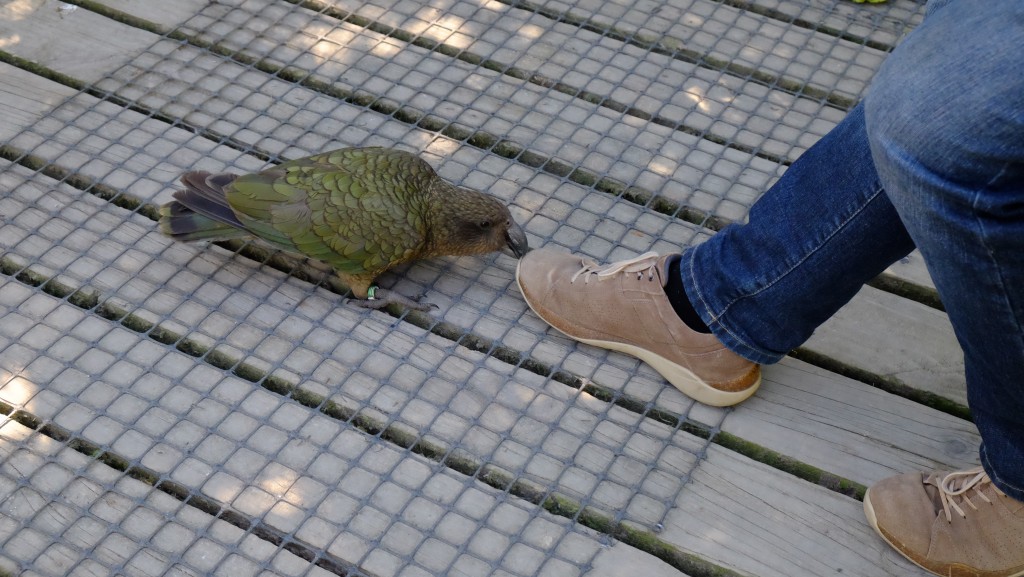 NZ: Willowbank - Kea 2