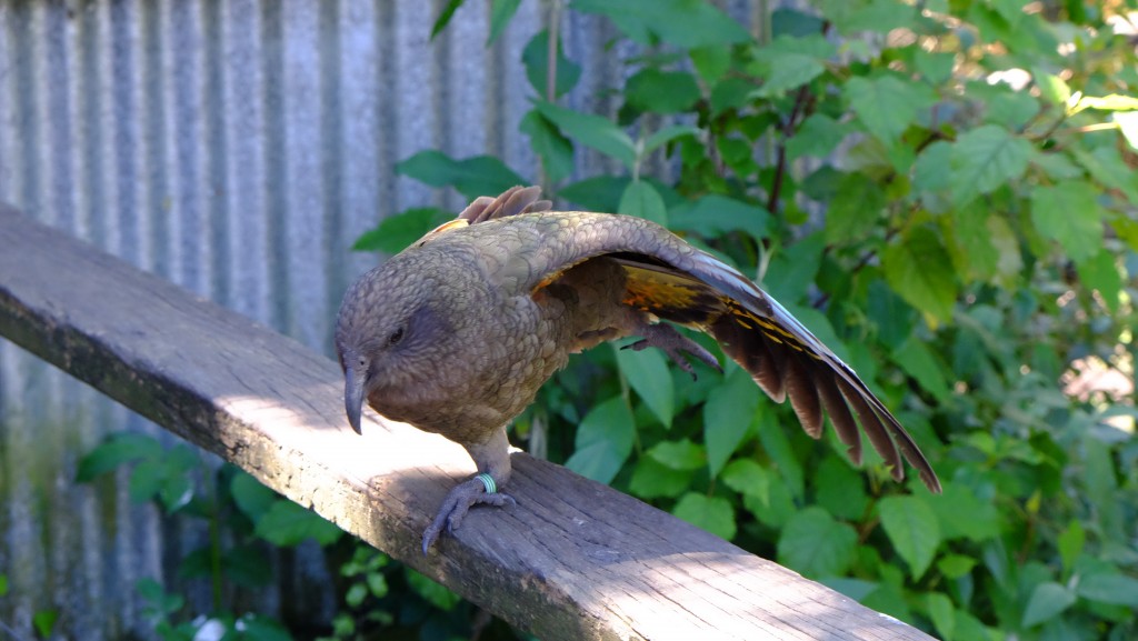 NZ: Willowbank - Kea 4