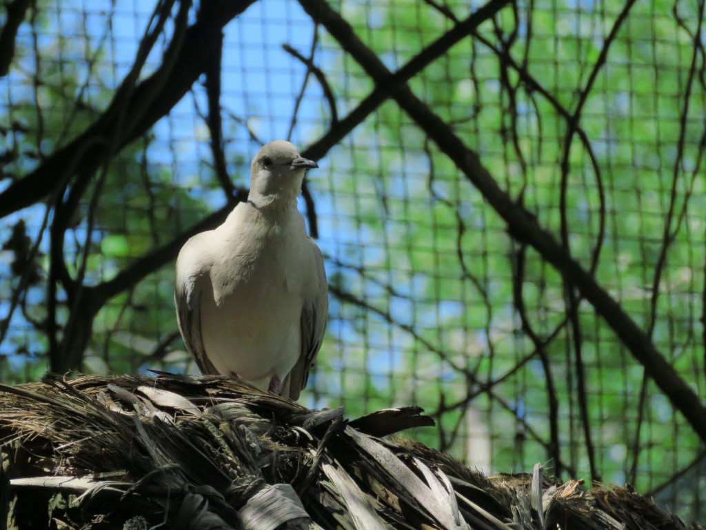 NZ: Willowbank - Barbary dove