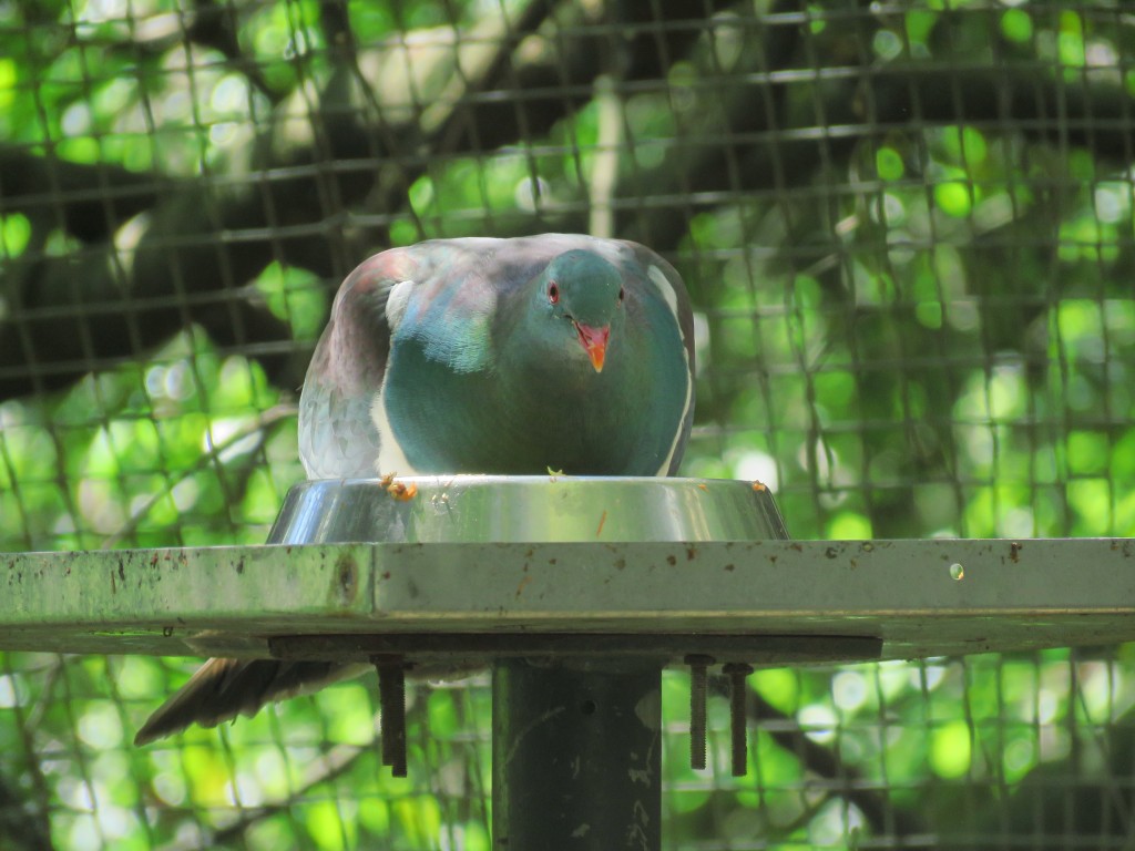 NZ: Willowbank - Kereru