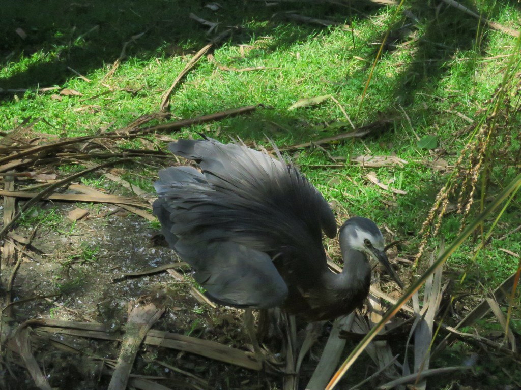 NZ: Willowbank - White-faced Heron