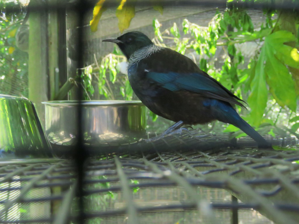 NZ: Willowbank - Tui 1