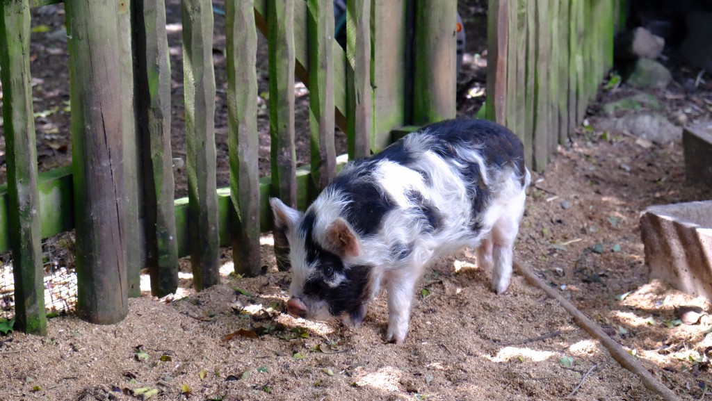 NZ: Willowbank - Kunekune-Pig