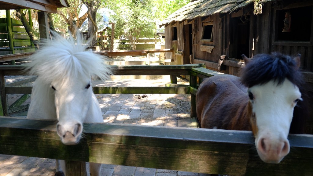 NZ: Willowbank - Miniature Horse