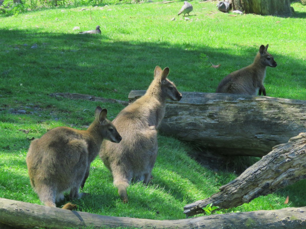 NZ: Willowbank - Wallaby 2