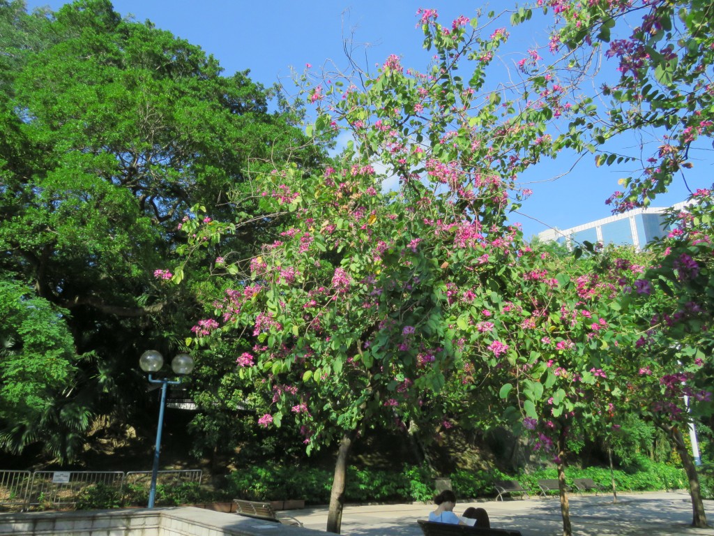 HK: Kowloon Park 3