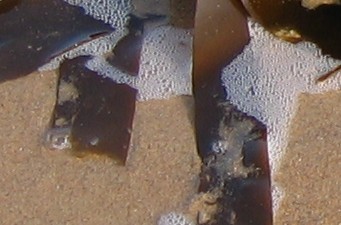 Preisfrage Nummer 21 - Was ist das? - Bild 2